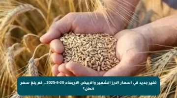 تغير جديد في أسعار الأرز الشعير والأبيض الأربعاء 20-8-2025.. كم بلغ سعر الطن؟